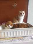 Шотландские кошки