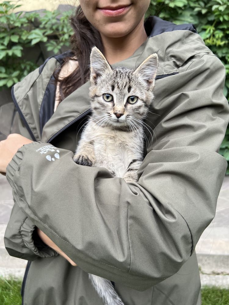 Котик в добрые руки