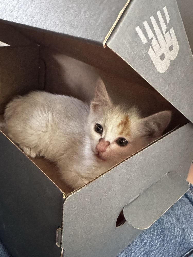 Отдаём котёнка в добрые и заботливые руки