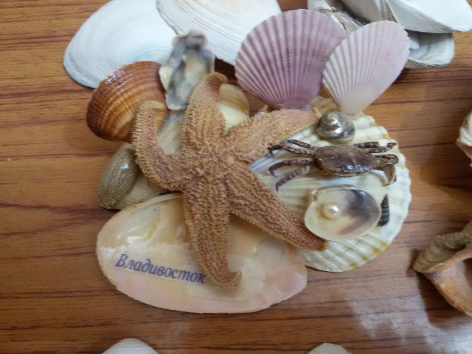 Ракушки Морские для декора или аквариума