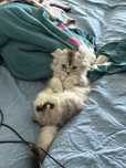 Шотландский котенок (2 месяца)