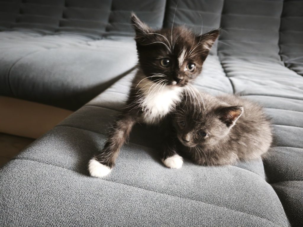 Отдам котят в хорошие руки!