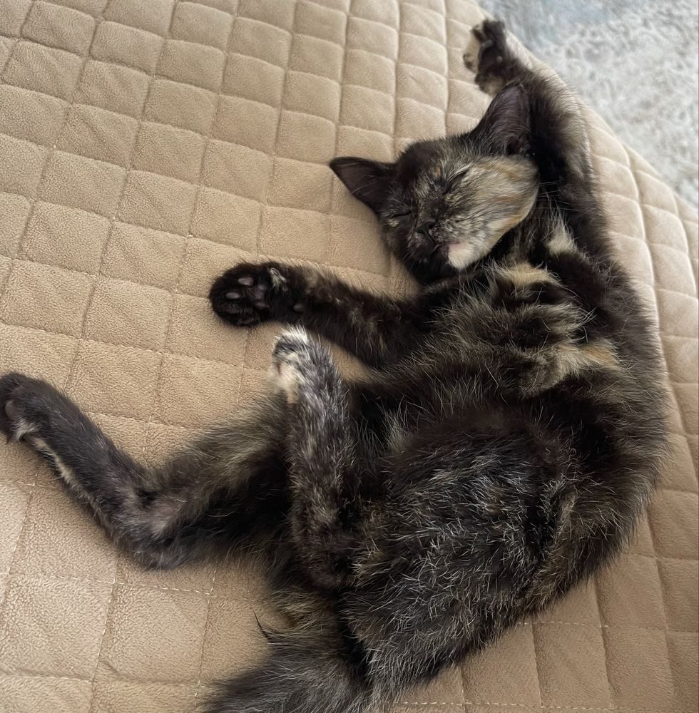 Отдам котенка.