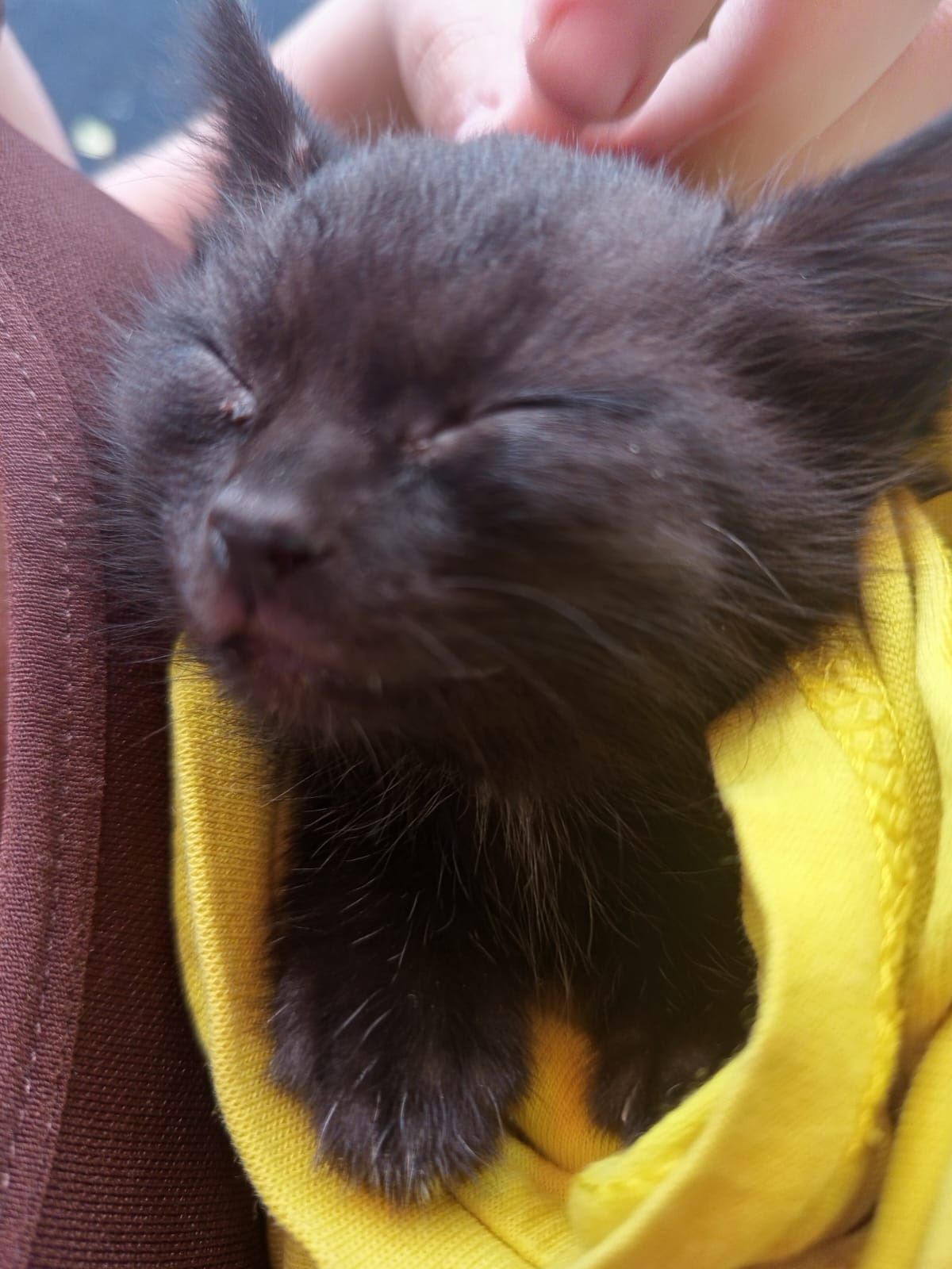 Кошечка ищет дом