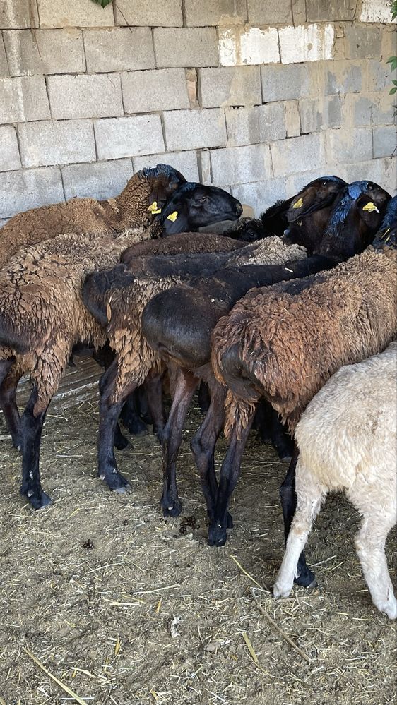 Продам жирных баран. Семіз қойлар сатылады