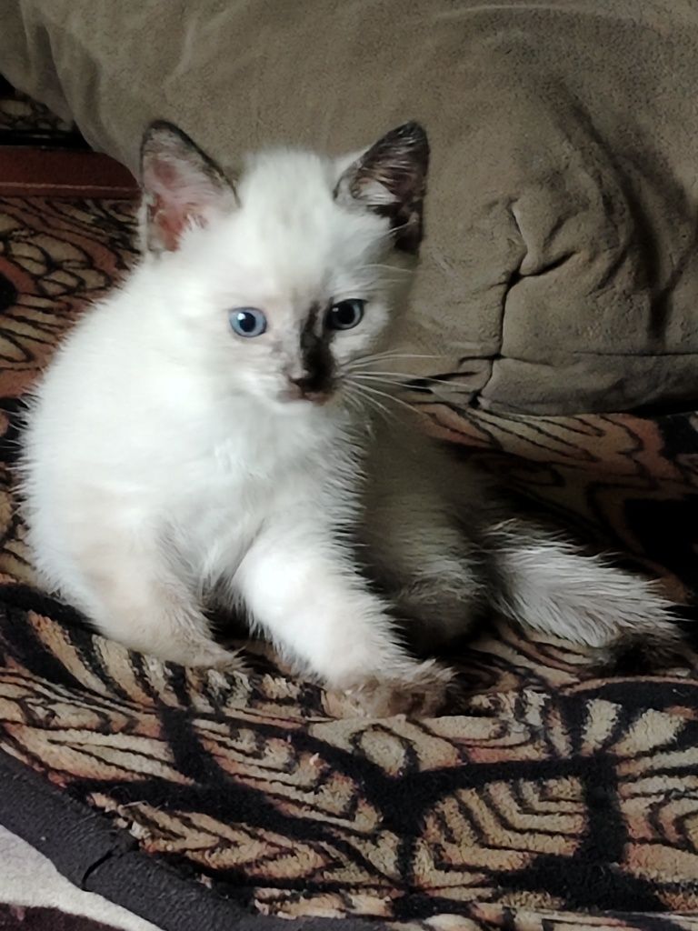 Отдам котят в хорошие руки