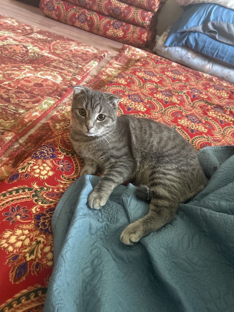 Кошки породистый