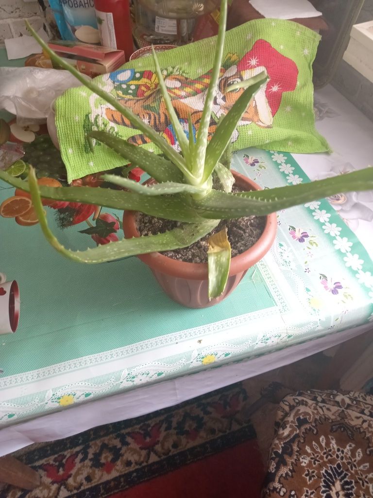 Продам цветы алое.