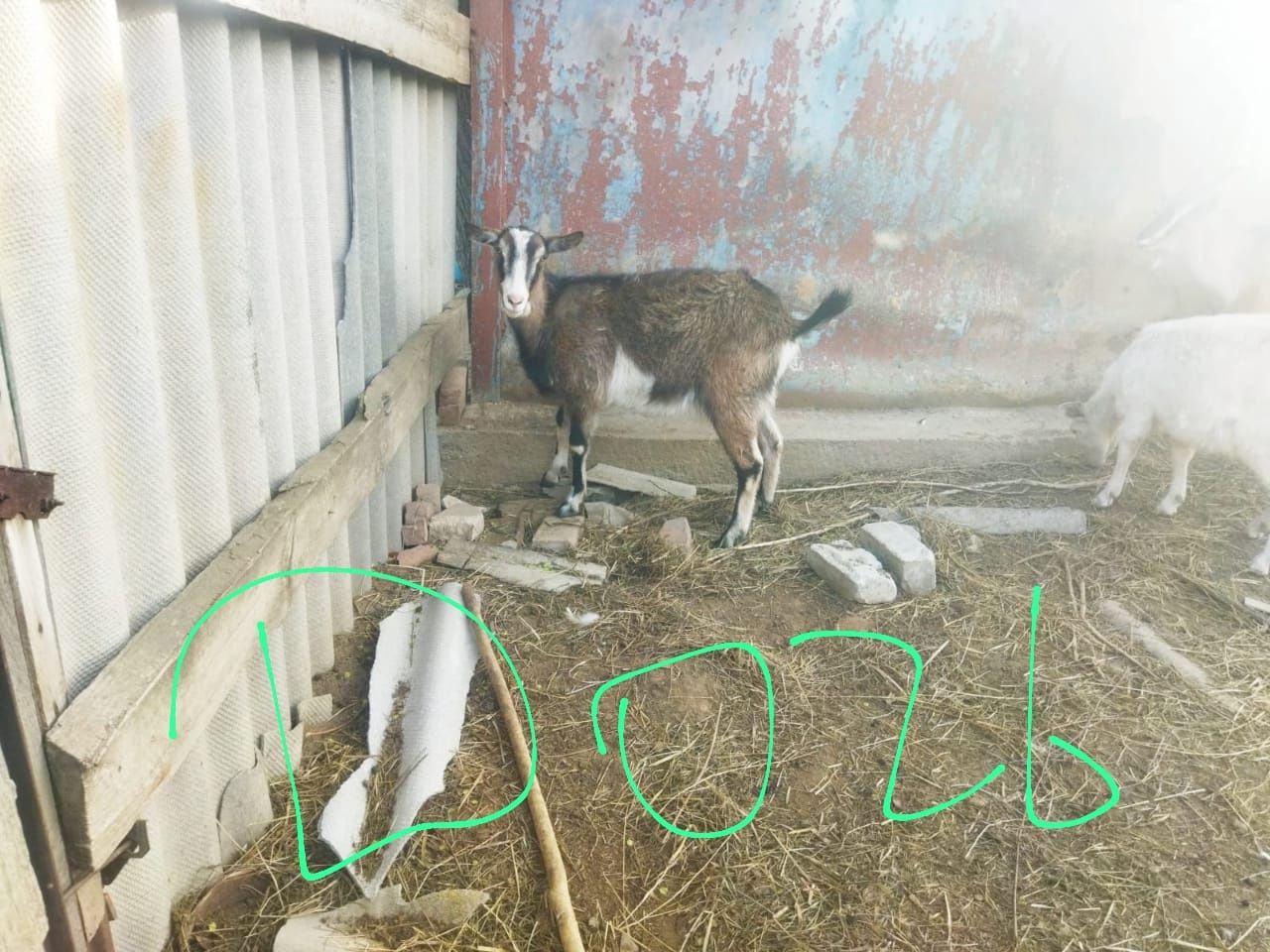 Срочно продам Коз молочной породы