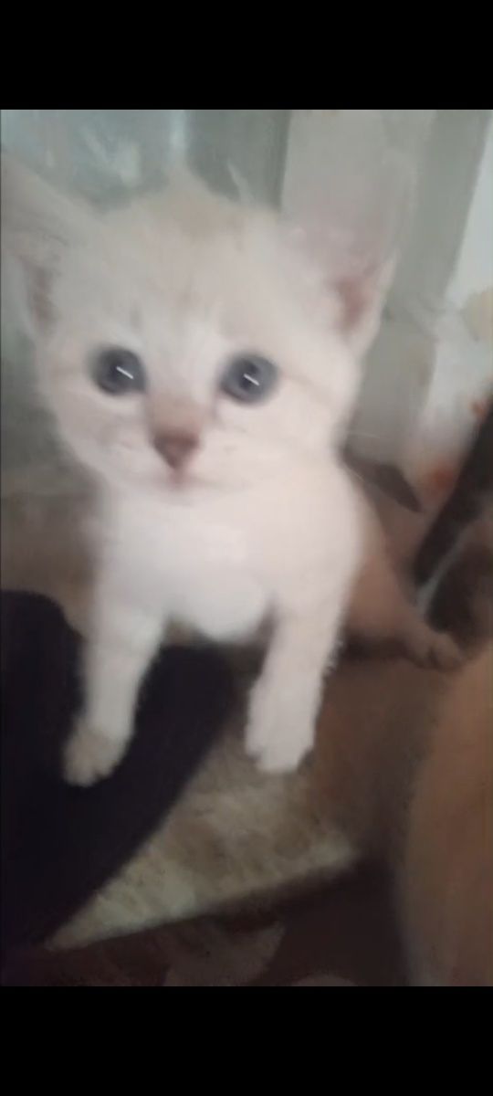 Отдам котят бесплатно