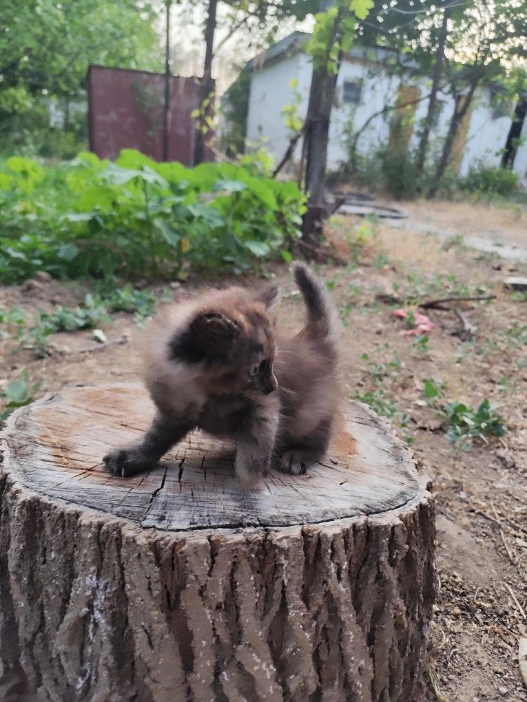 Отдам котят 5 штук
