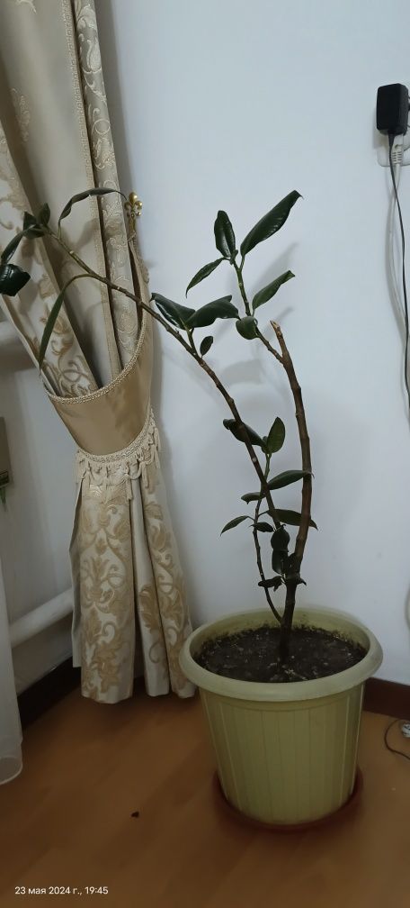 Продам фикусы в больших горшках