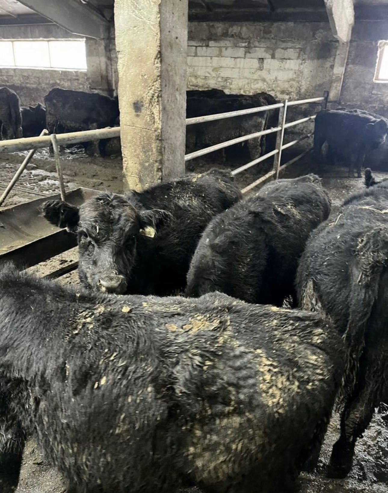 Продам бычки ангусы