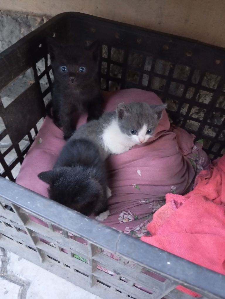 Котята мальчик и девочка