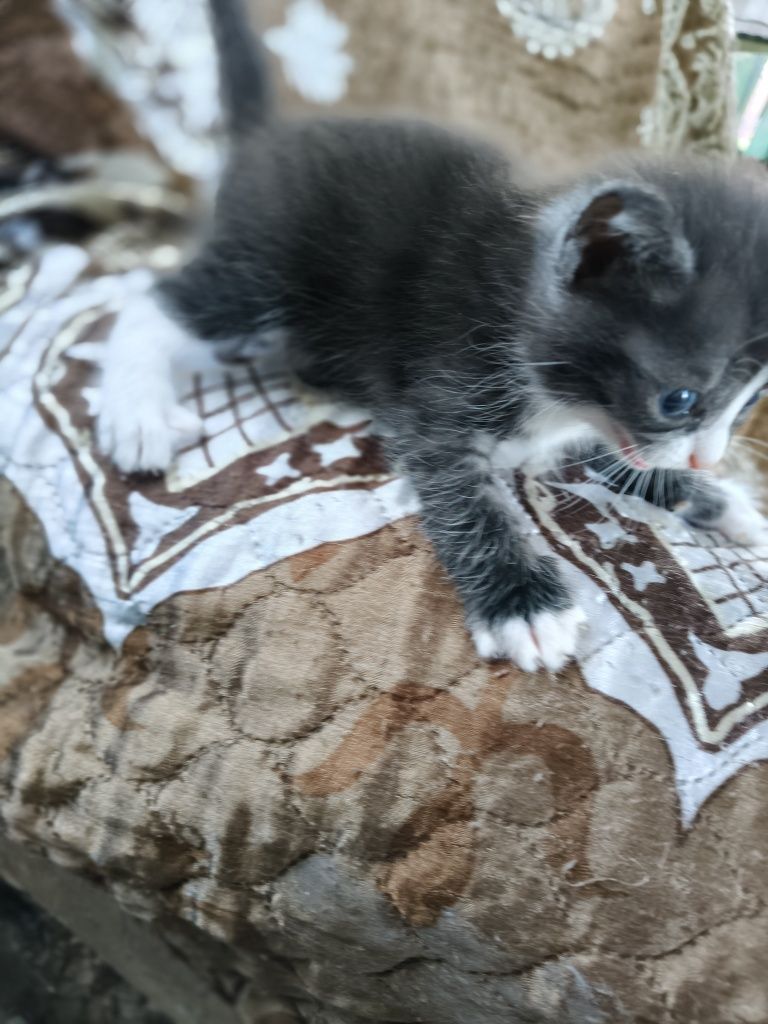 Отдам симпотяжек в добрые руки