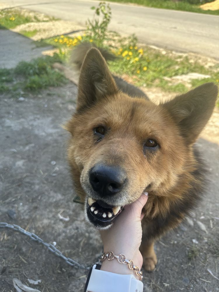 Отдам собаку кобель