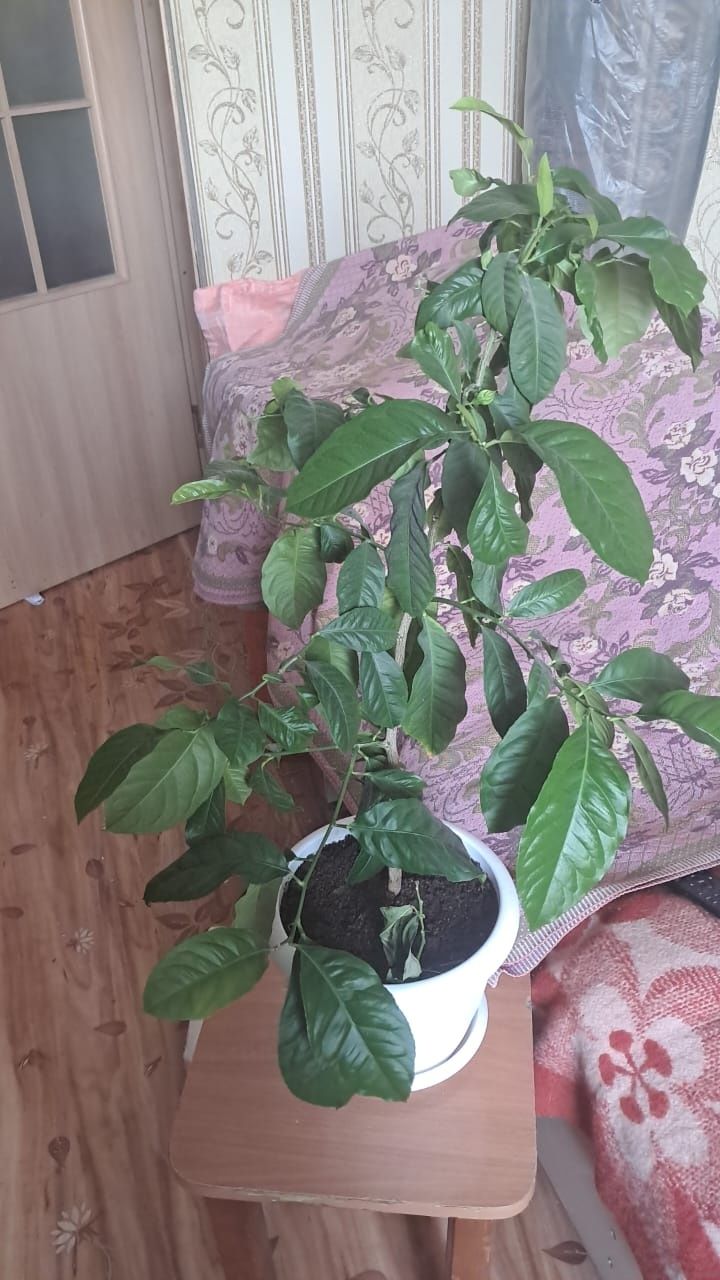 Продам комнатные растения