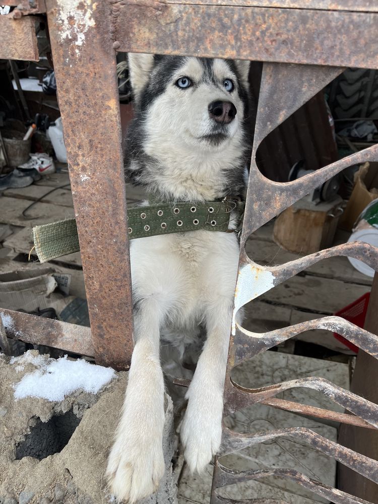 Хаски собака