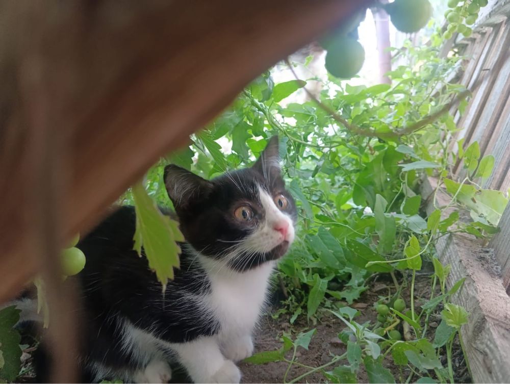 Котята ищут дом. Мальчики