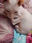 кот не кстрат мальчик вязка