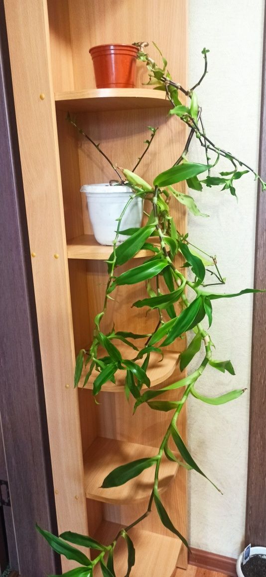 Продам комнатный цветок Золотой ус