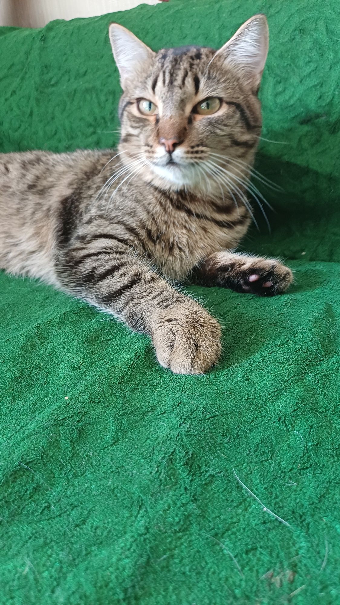 Отдадим котика в связи с переездом