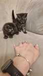 Котята , породисые, две девочки.  Продам