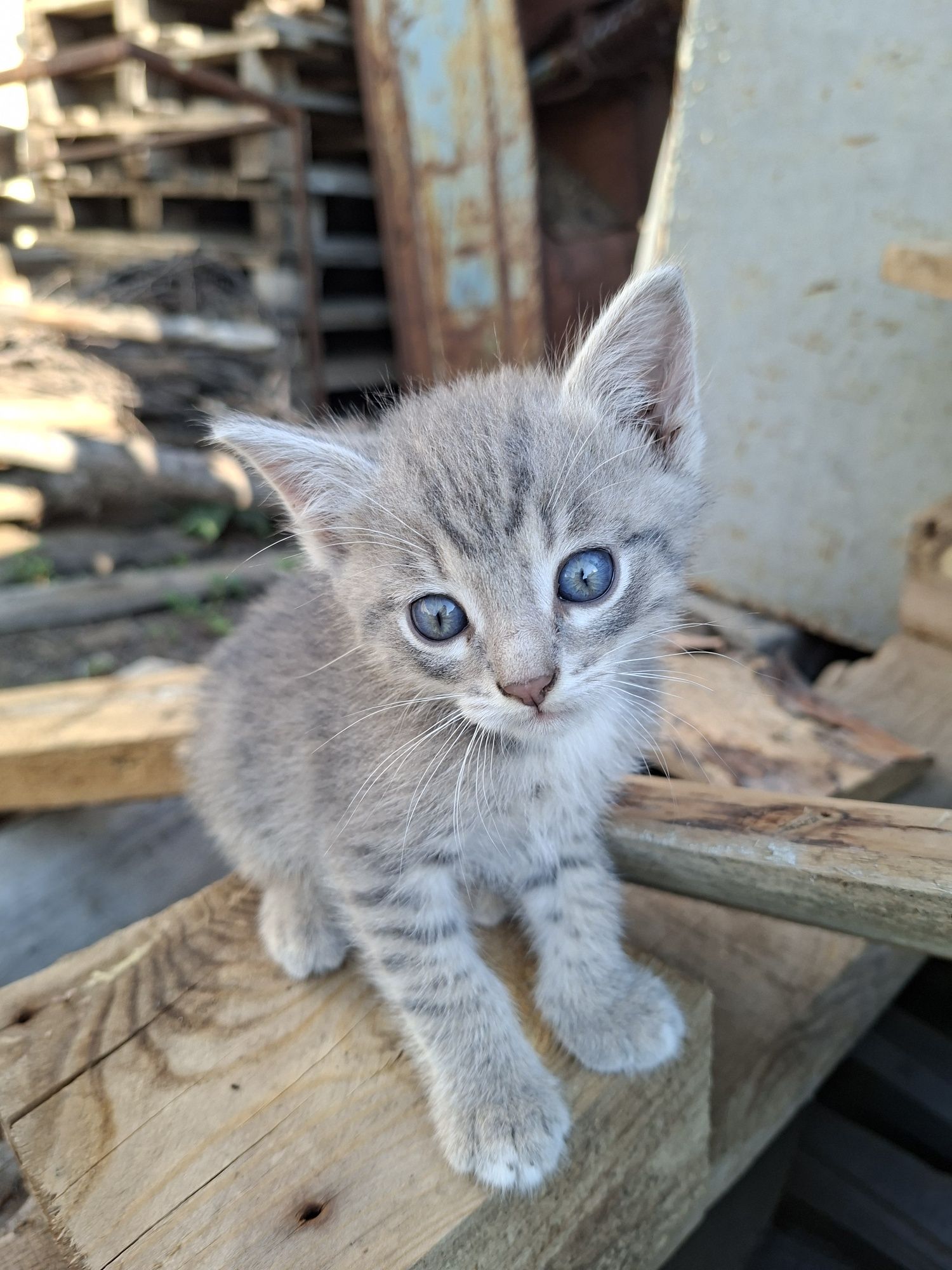 Отдам котят в добрые руки