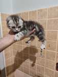 Продам котёнка Скоттиш Страйт
