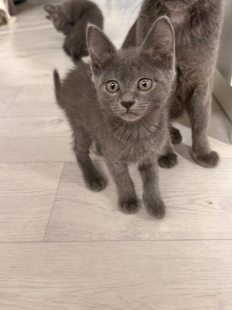 котята отдам в хорошие руки