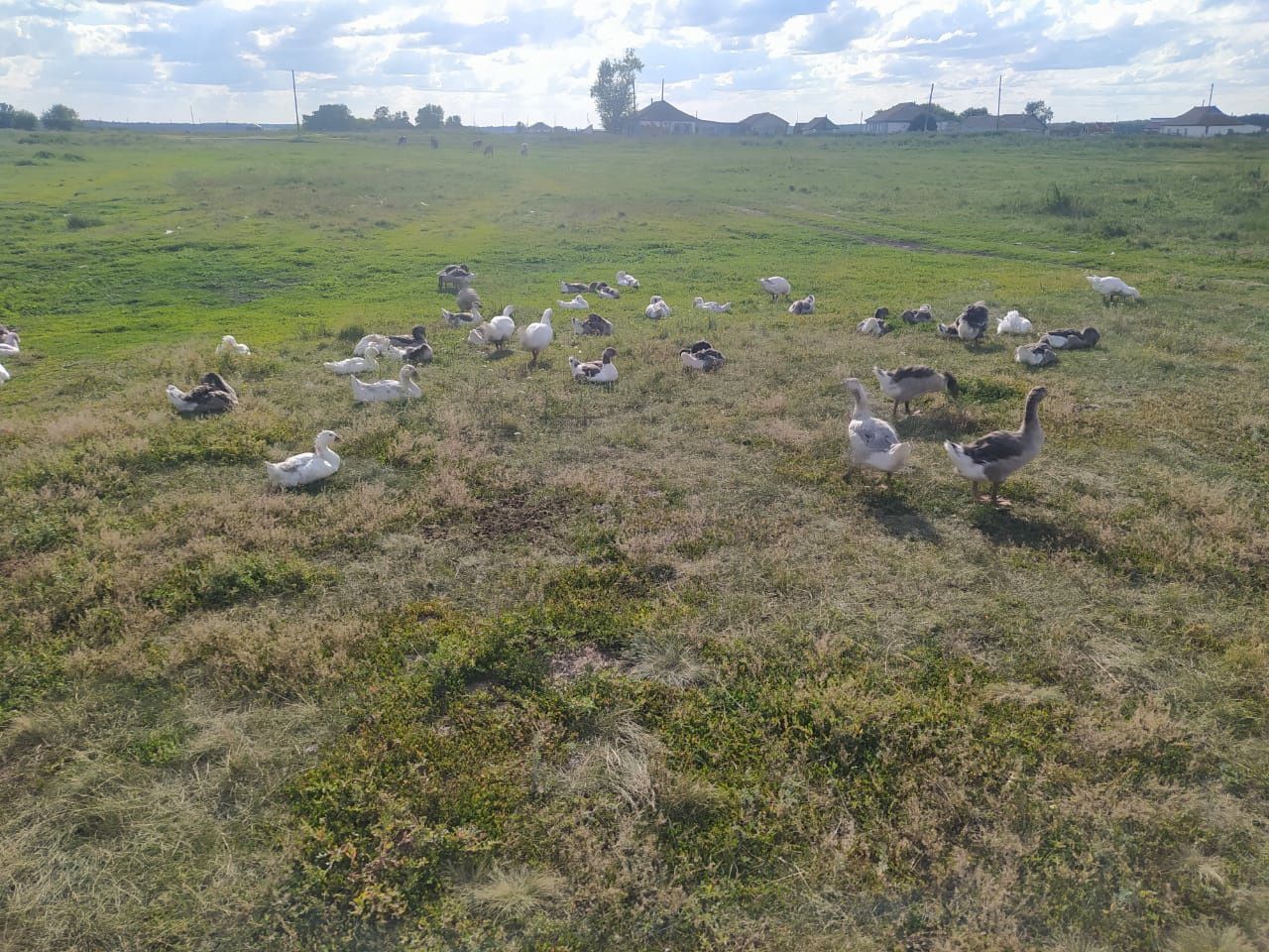 Продам июньских гусят
