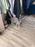 Шотландский вислоухий