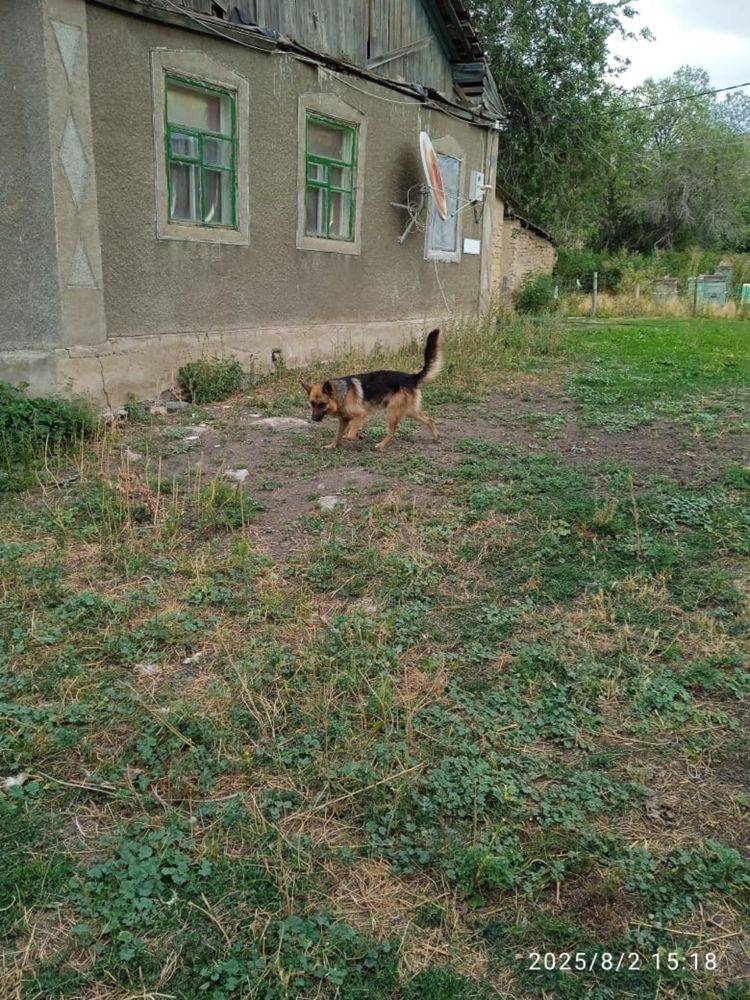 Продаю немецкую авчарку