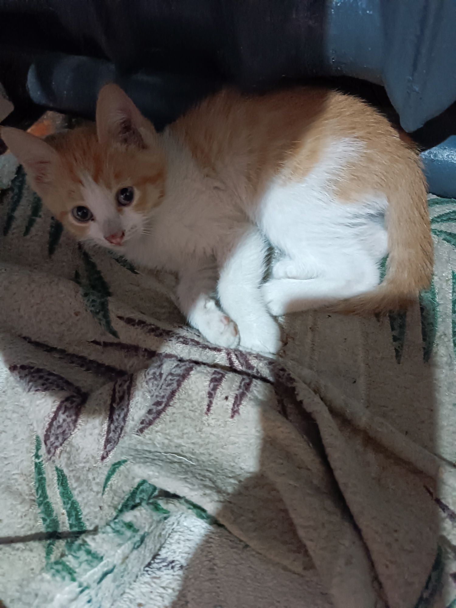 Котята кошки даром