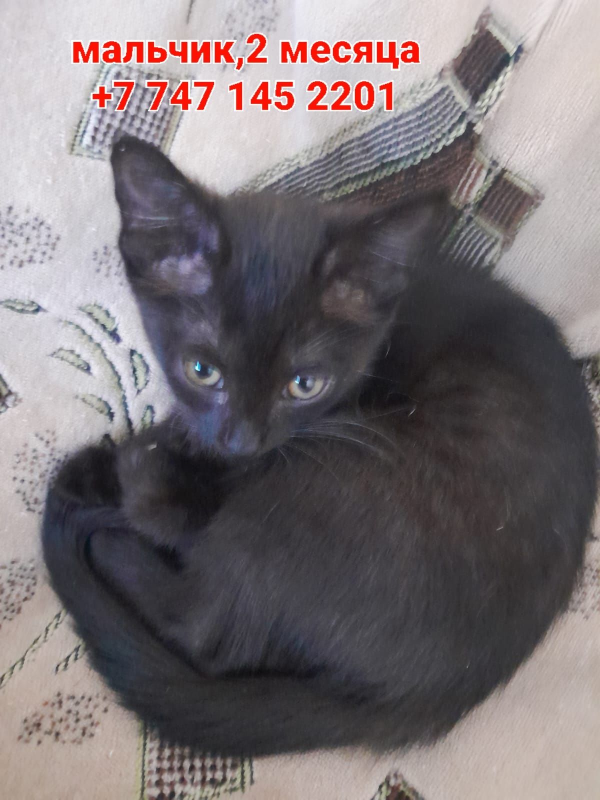 Котята мальчишки