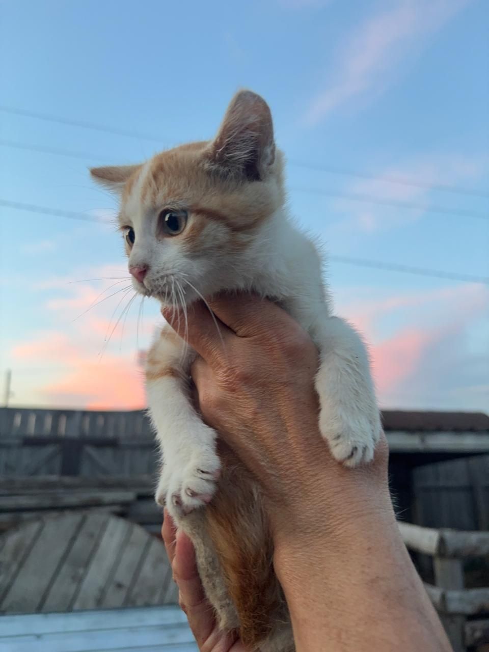 отдам котят в хорошие руки