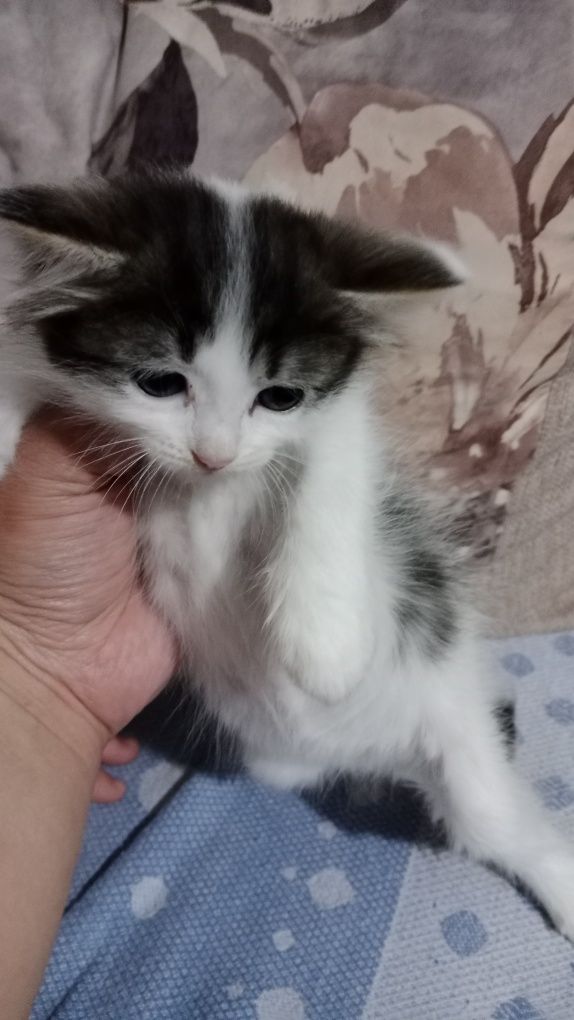 Отдадим котят 1.5 мес девочки