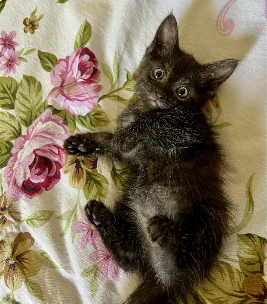 Отдам котят в добрые руеи
