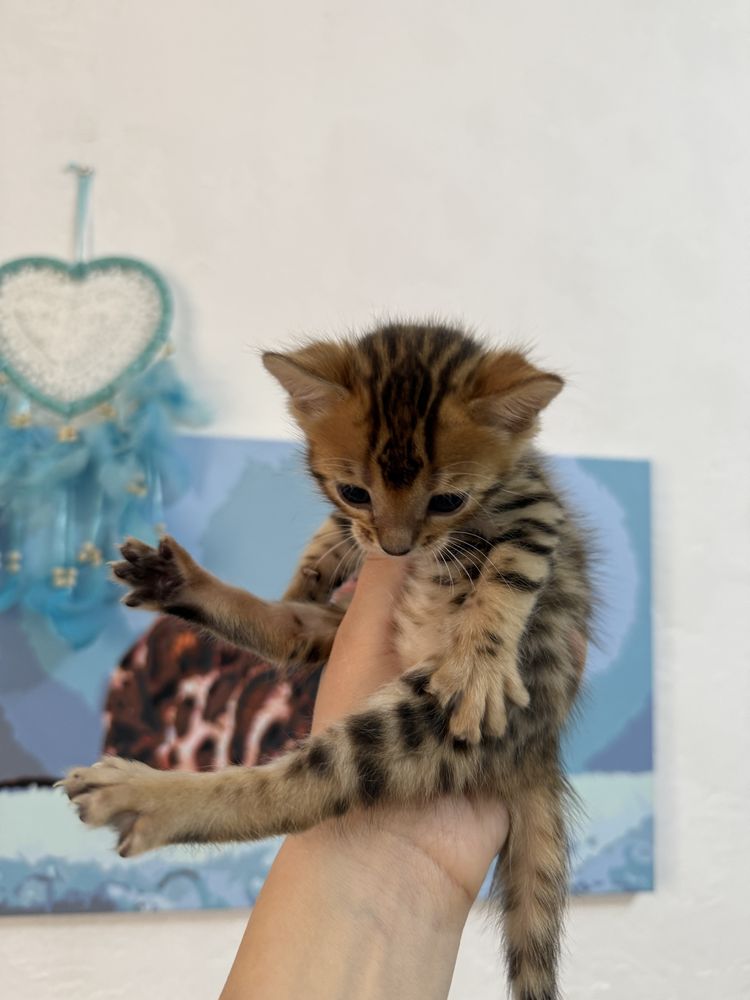 Продаются котята, бенгальские