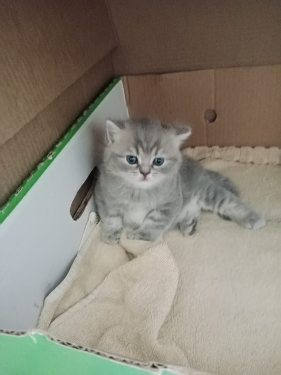 Продаётся пародистый котенок