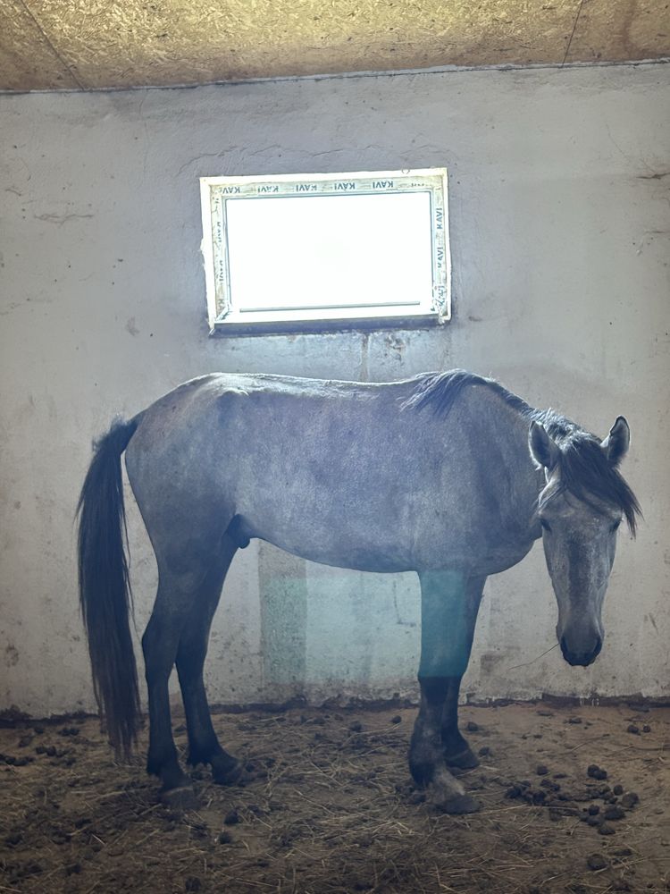 2 жасар жас малдар