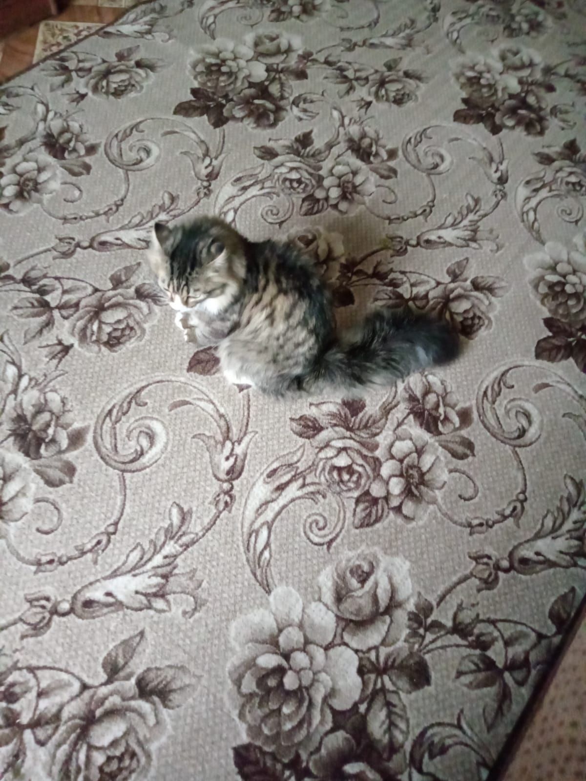 отдам кошку в хорошие руки