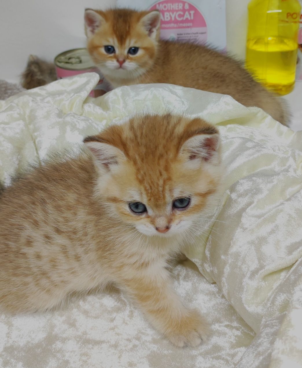 Котики британские золотые