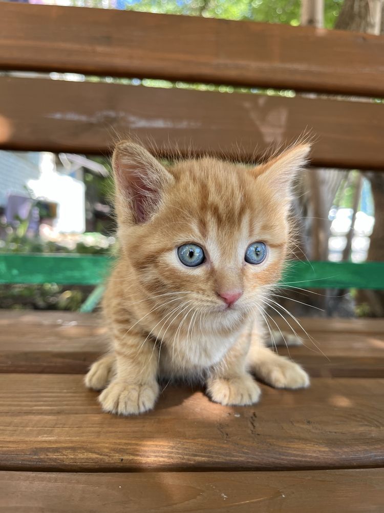 Котятки, котенки
