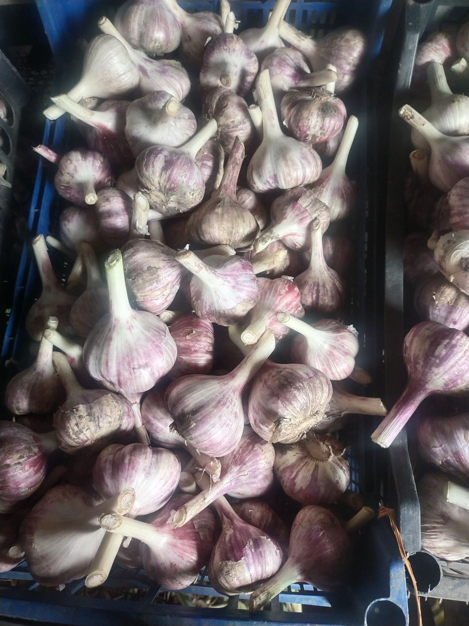 Продам чеснок домашний