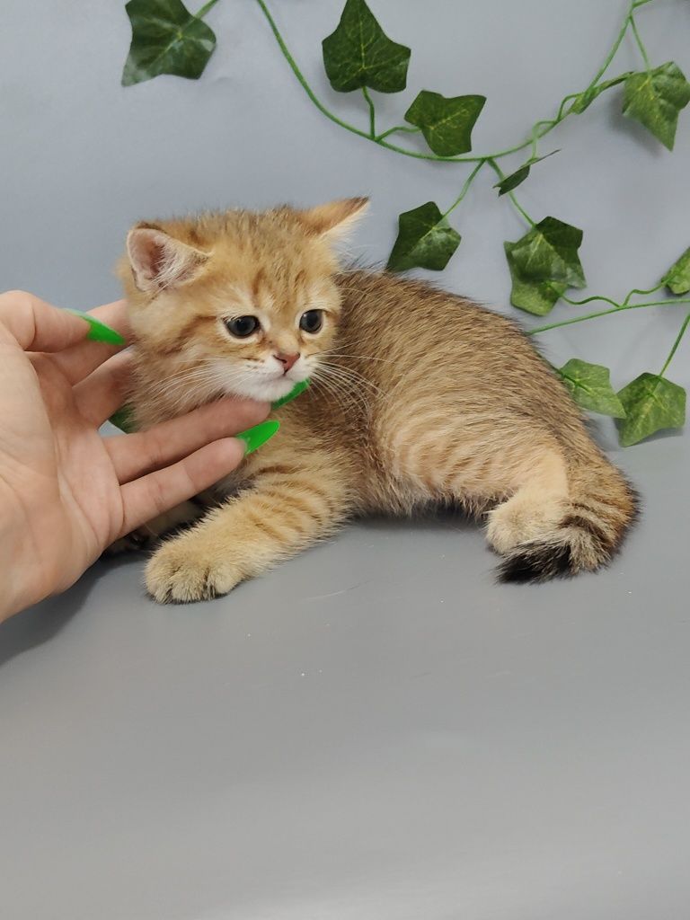 Котик Шиншилла ny11