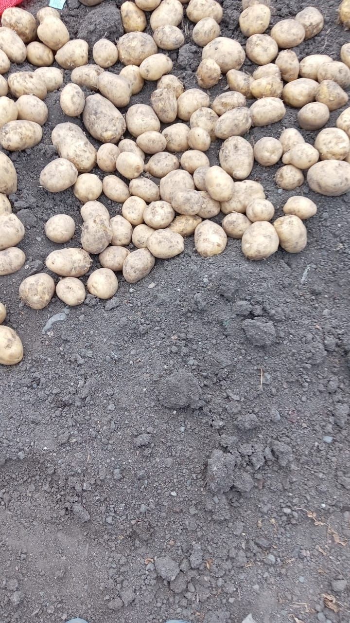 Продам дачный картофель, молодой.