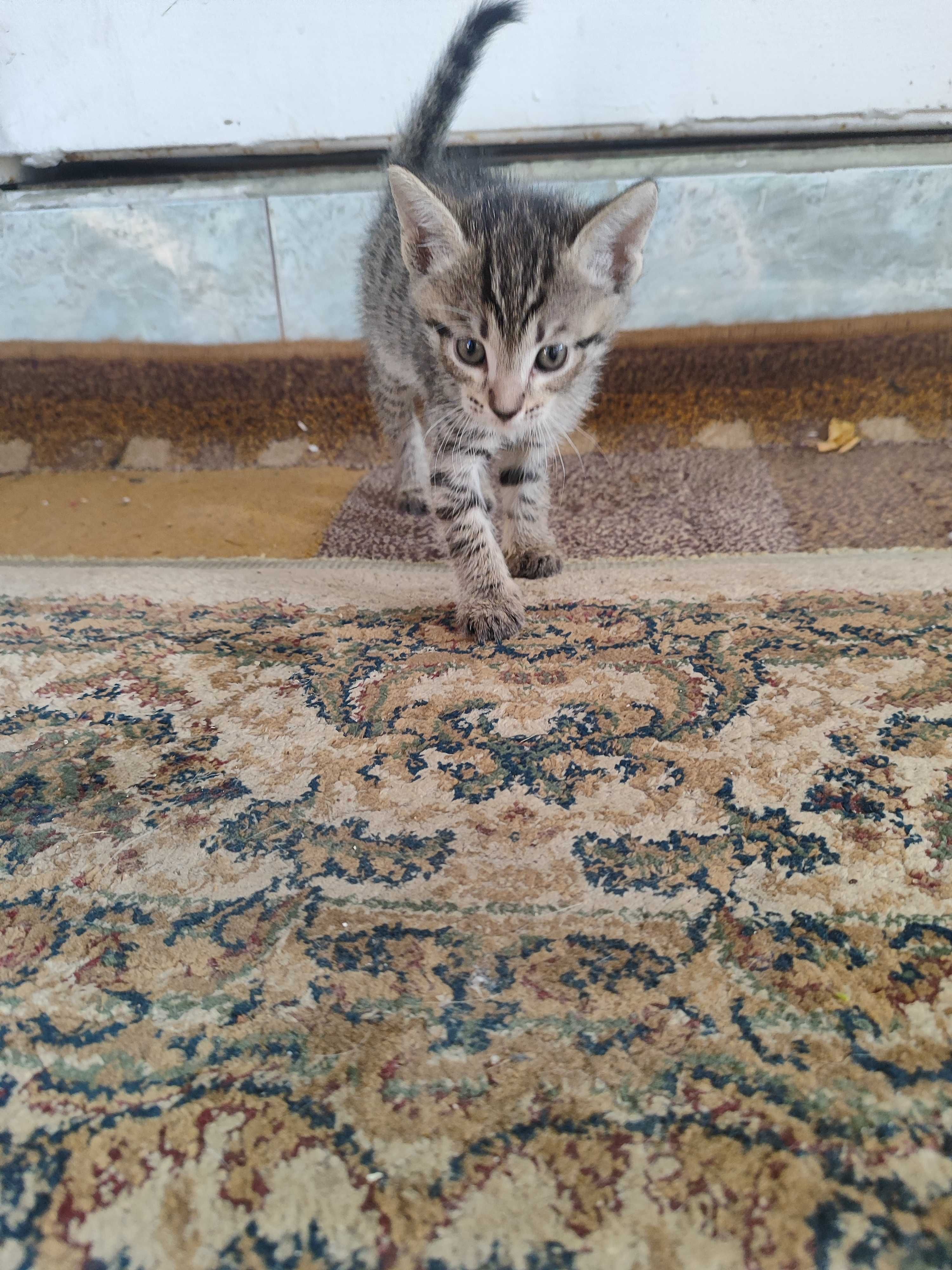Крысоловы котята