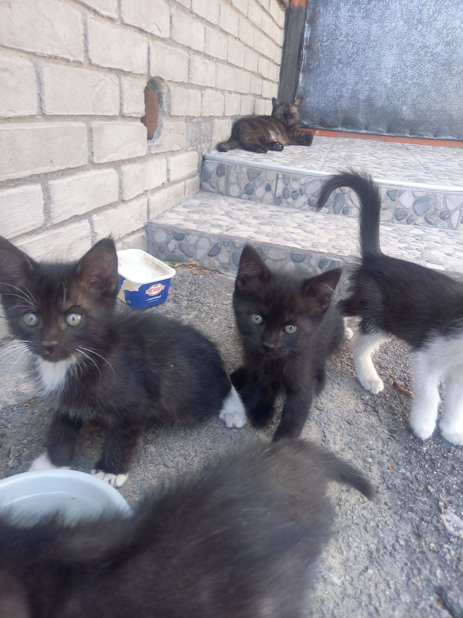 Отдам котят в добрые руки!