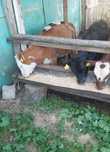 Продам телят взрослых оптом
